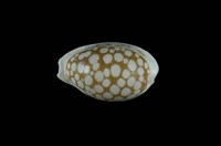 藏品(花鹿寶螺)的圖片